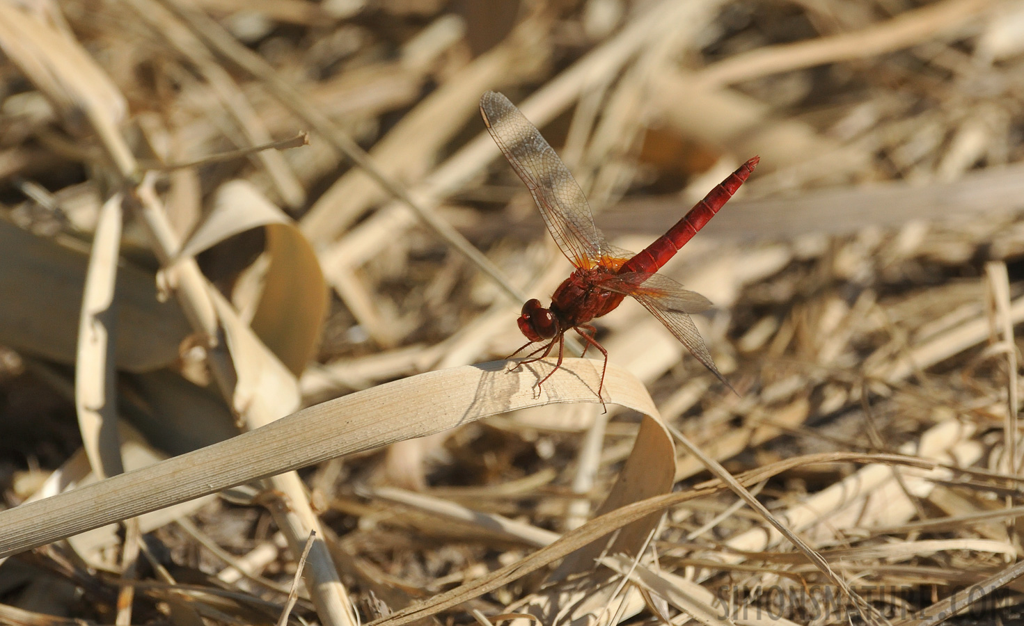 Crocothemis erythraea [550 mm, 1/3200 sec at f / 10, ISO 1600]